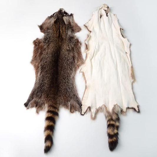 LAPOLAR 1pcs Pelts Natural Tanned American Raccoon Fur Hide Whole Skin Pelts with High Grade Professionally Taxidermy Crafts Sewing Leather for Coats, Hats, Clothing About L
